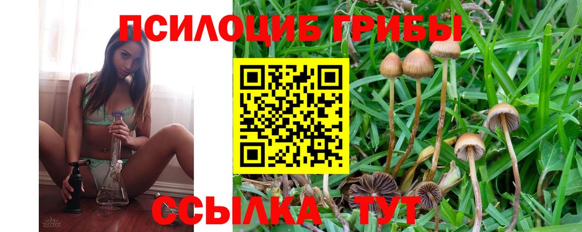 Псилоцибиновые грибы прущие грибы Сосновый Бор